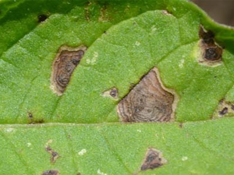 Crna pegavost krompira (Alternaria solanii) - Slika 2
