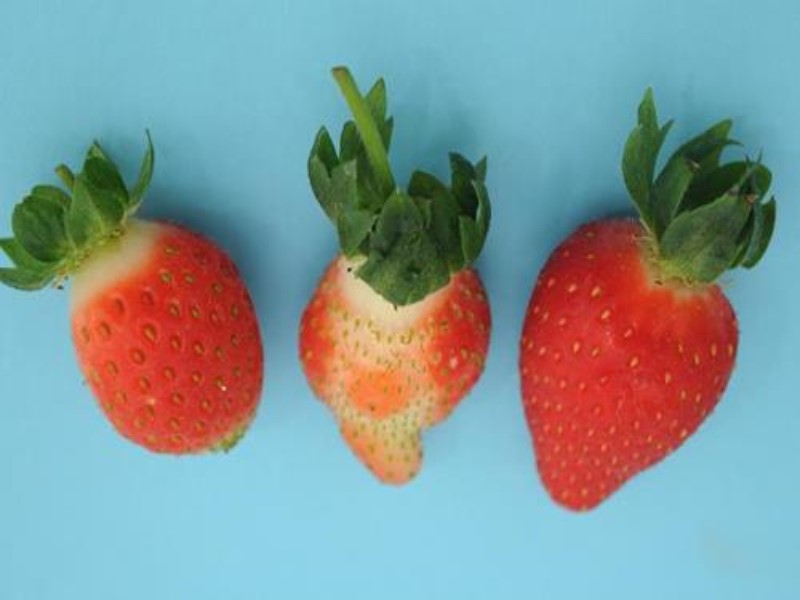 Nedostatak bora ( B ) - u jagodama