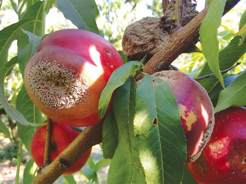 Monilija (trulež) breskve - Monilinia fructigena