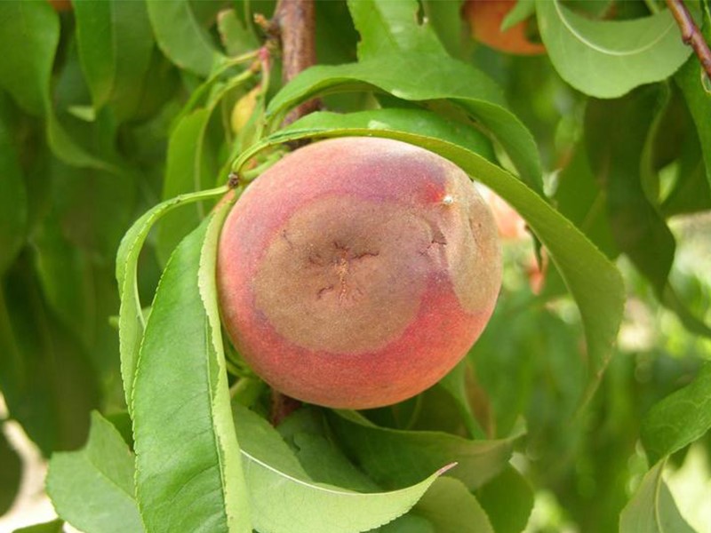 Monilija (trulež) breskve - Monilinia fructigena - Slika 2
