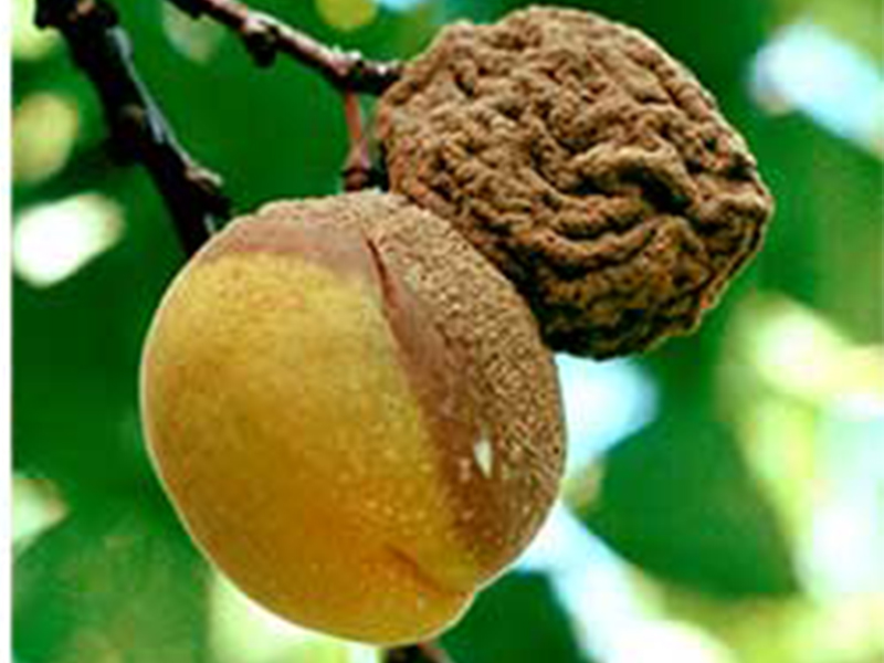 Monilija (trulež) kajsija - Monilinia fructigena - Slika 2