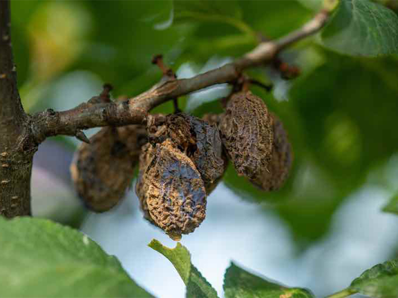 Monilija (trulež) sljive - Monilinia fructigena