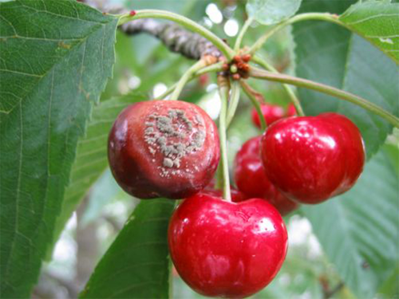 Monilija (trulež) tresnje - Monilinia fructigena