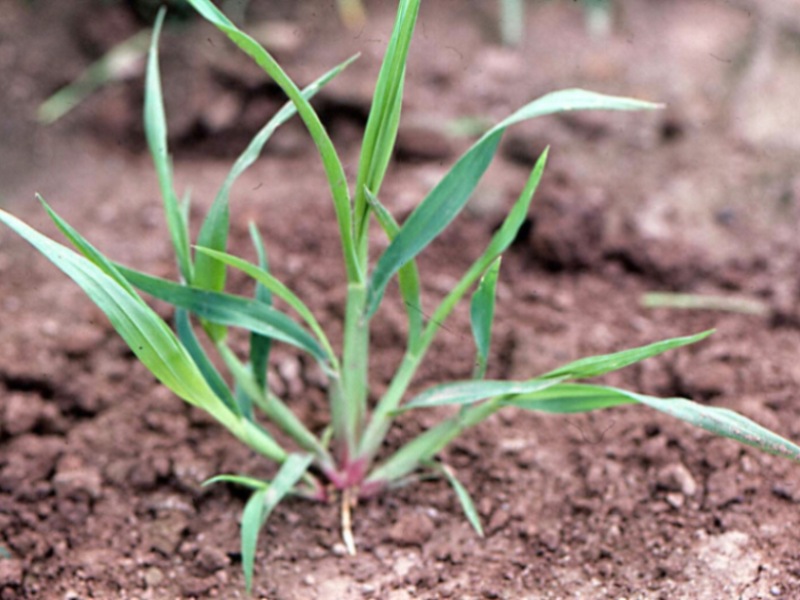 Sivi muhar – Setaria glauca u voćarstvu - Slika 2