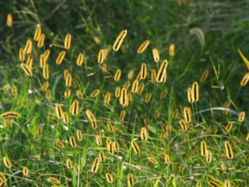 Sivi muhar – Setaria glauca u vinogradarstvu