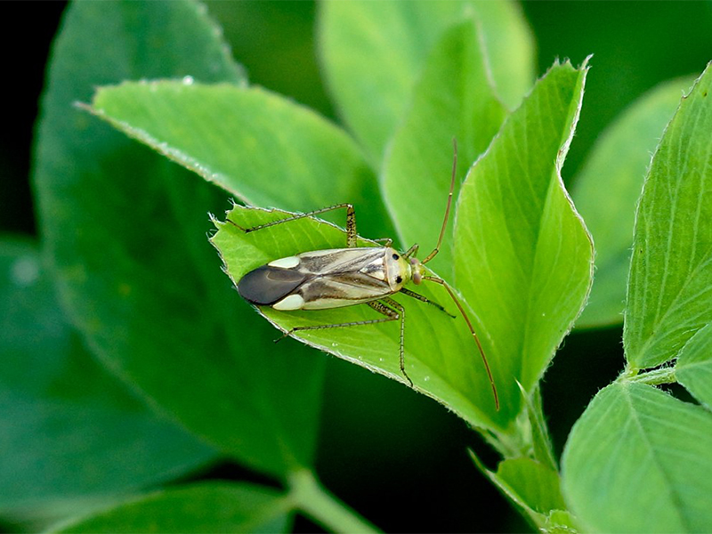 Lucerkina stenica - lineolatus - ratarstvo