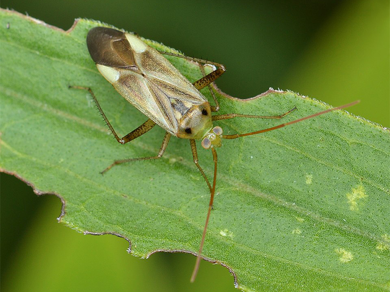Lucerkina stenica - Adelphocoris lineolatus - povrtarstvo