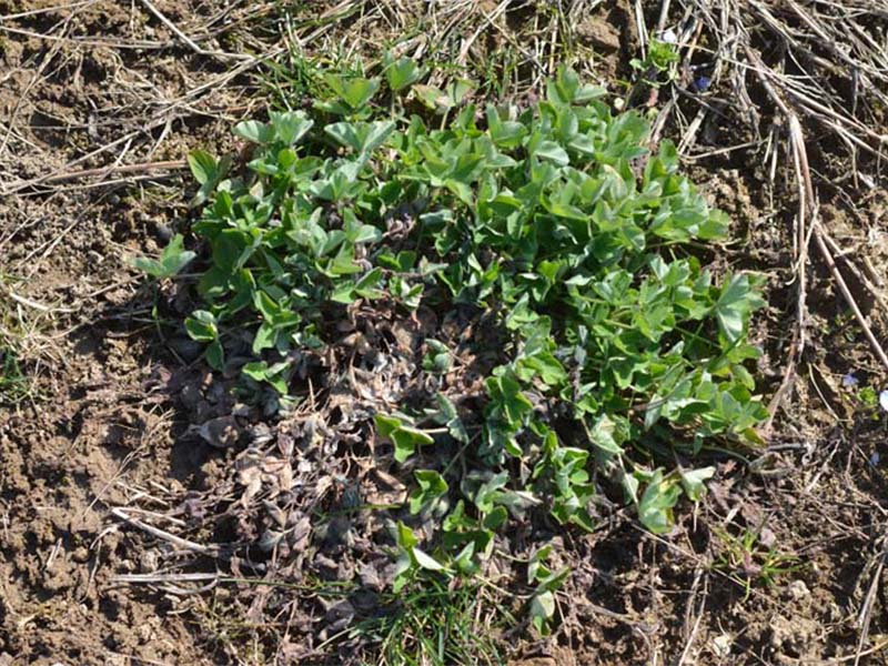 Trulež osnove stabla i korena lucerke i crvene dateline ( Sclerotinia trifoliorum)