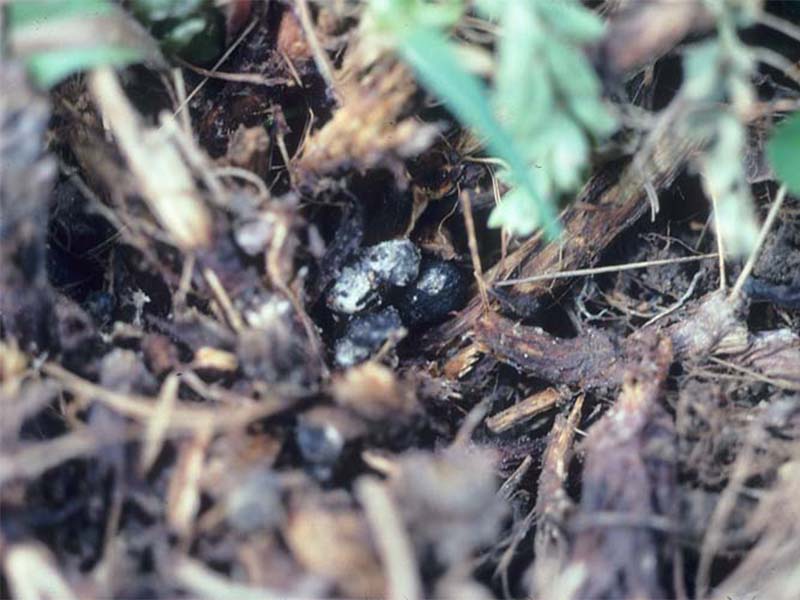 Trulež osnove stabla i korena lucerke i crvene dateline ( Sclerotinia trifoliorum) - Slika 2