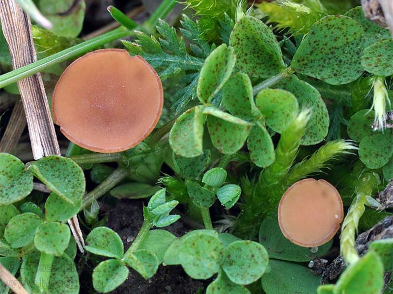Trulež osnove stabla i korena lucerke i crvene dateline ( Sclerotinia trifoliorum) - Slika 3
