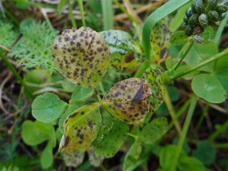 Crna pegavost lista lucerke i crvene deteline – Pseudopeziza medicaginis