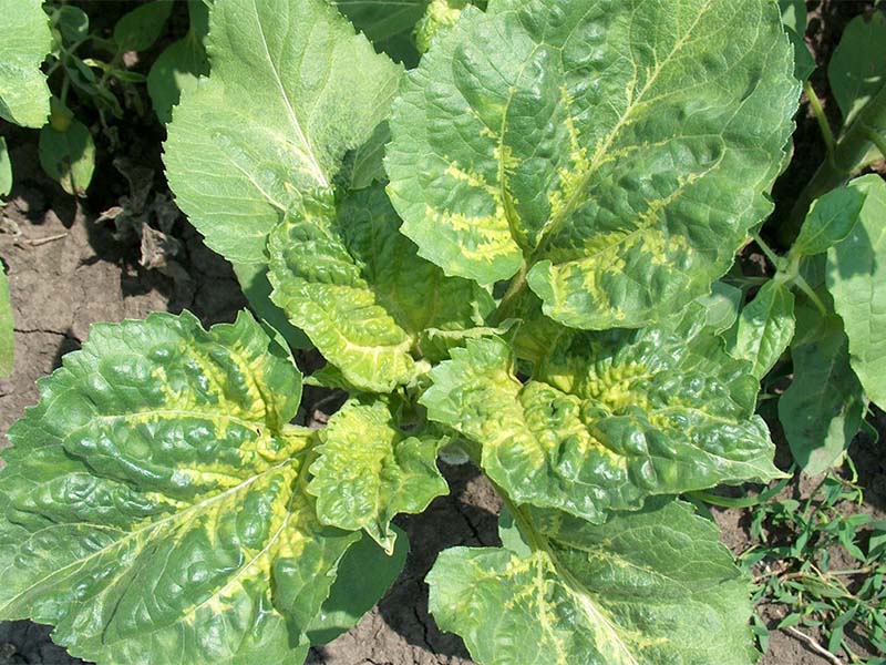 Plamenjača suncokreta - Pasmospara halstedii