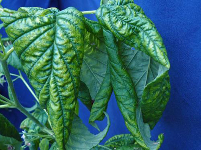 Nedostatak bora ( B ) - u kupinama