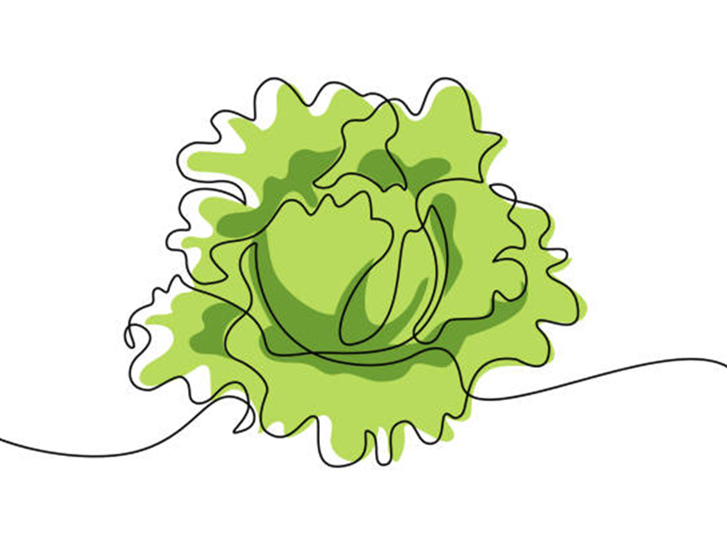 Nivoi osetljivosti odnosno otpornosti na bolesti, viruse j stetocine -SALATA