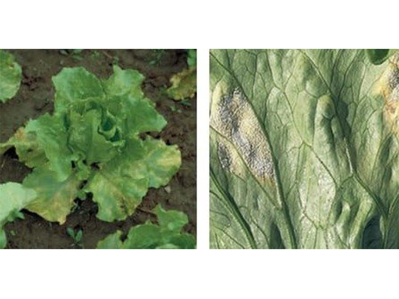 Plamenjaca salate (Bremia lactucae)