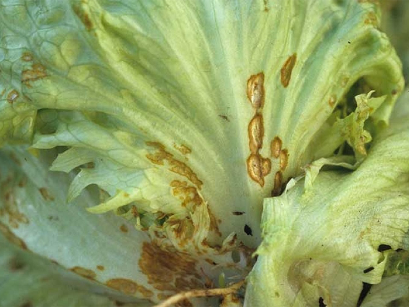 Antraknoza salate (Microdochium panattonianum)