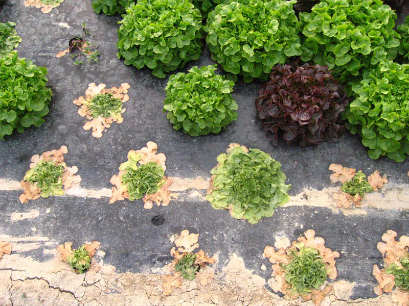 Fuzarioznio uvenuce salate - Fusarium oxysporum f sp.lactuceae