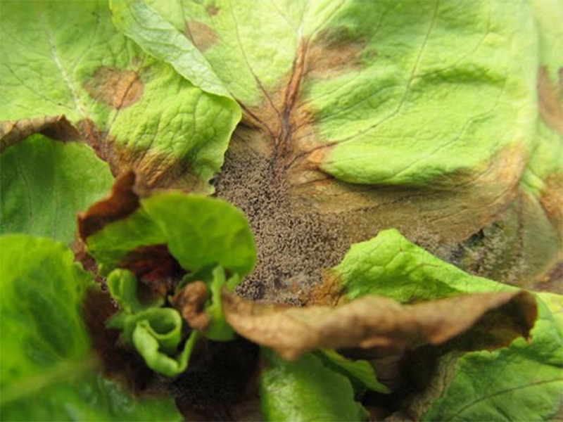 Siva trulez na salati (Botrytis cinerea)