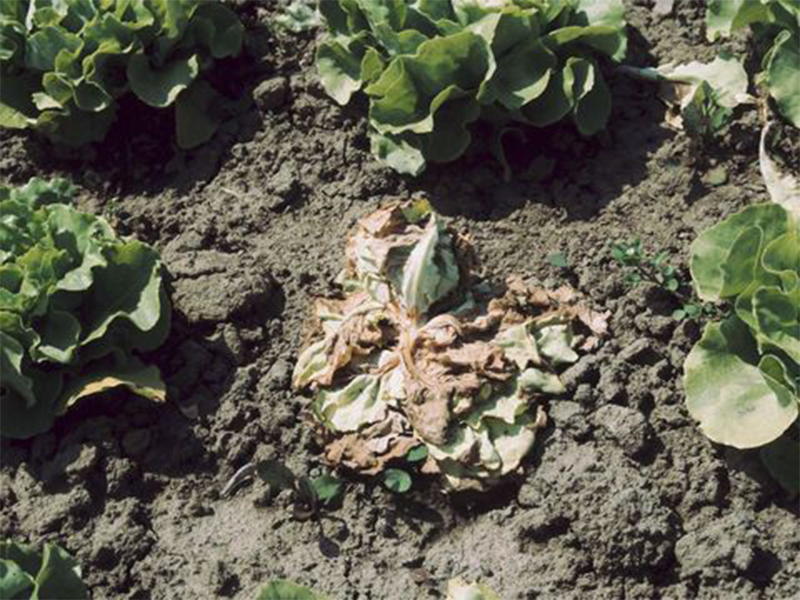 Bela trulez (Sclerotinia sclerotiorum)