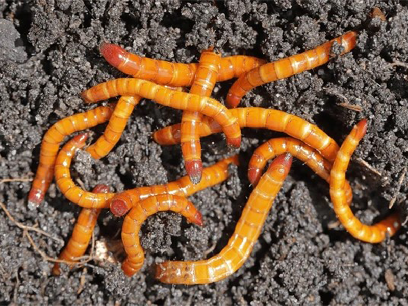 Zicari - skocibube (Elateridae) - povrce