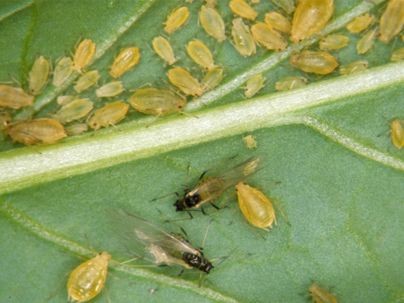 Zelena breskvina vas - na vocu - Myzus persicae