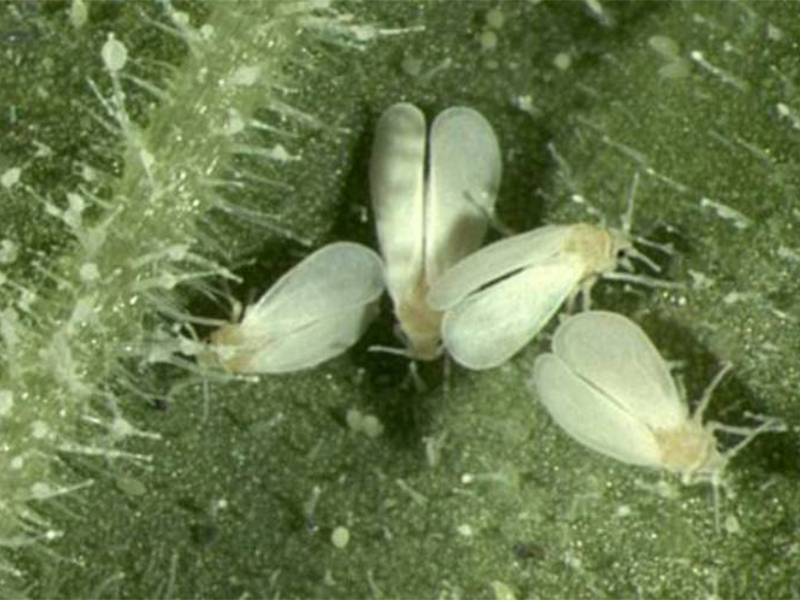 Bela leptirasta vas - Trialeurodes vaporariorum