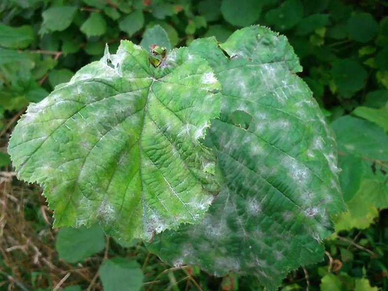 Pepelnica lesnika - Erysiphe corylacearum