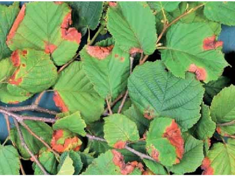 Antraknoza lesnika - Piggotia coryli - Slika 1