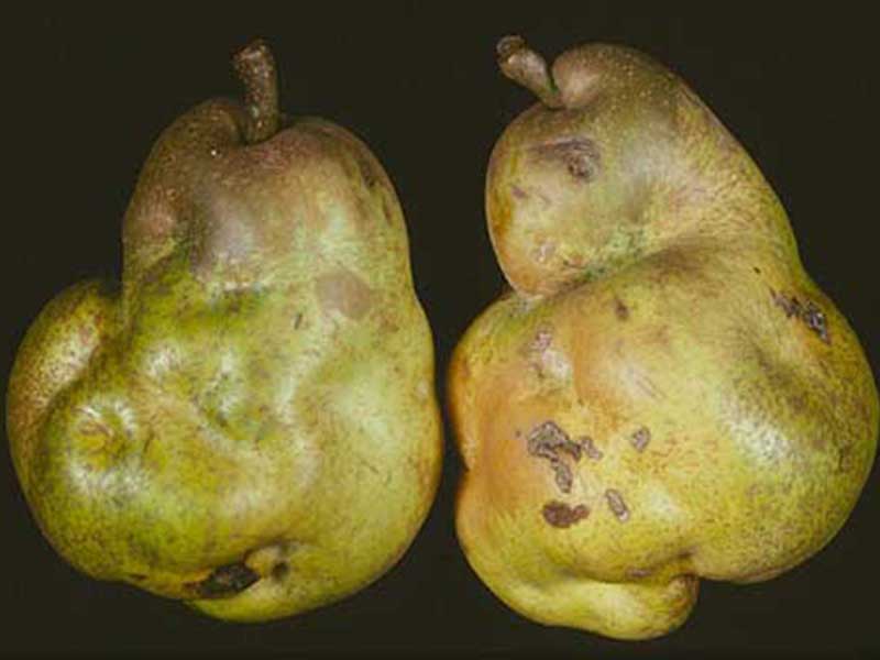 Nedostatak bora ( B ) - u kruškama