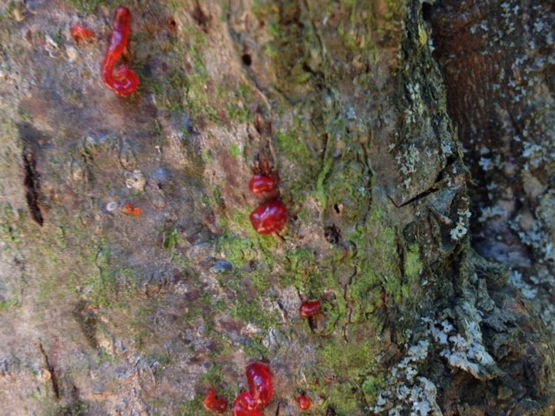 Rak stabla lesnika - Cytospora corylicola