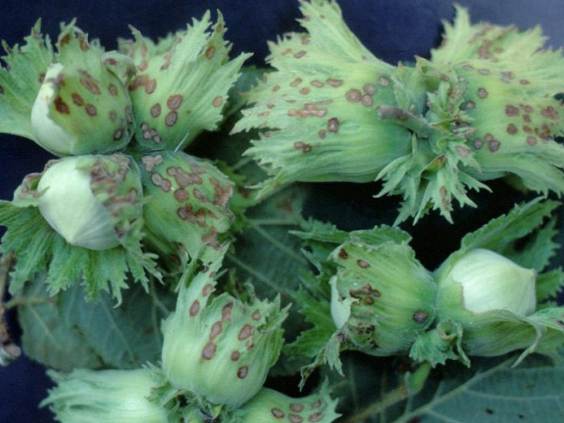 Bakteriozna plamenjaca lesnika - Xanthomonas arboricola pv. corylina