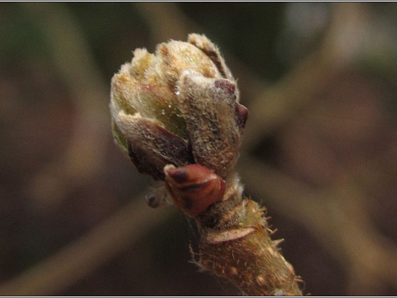 Leskina grinja – Phytoptus avellaneae