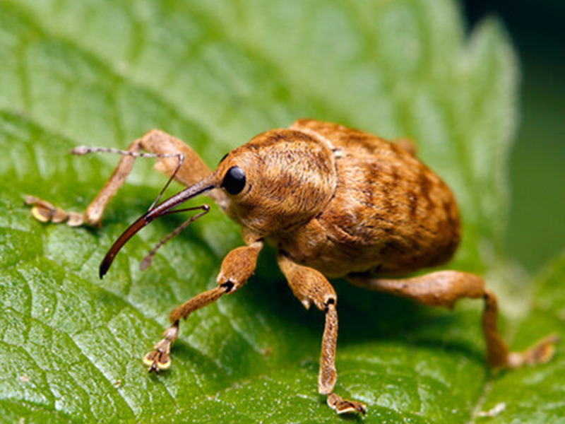 Lesnikov surlas – Curculio nucrum