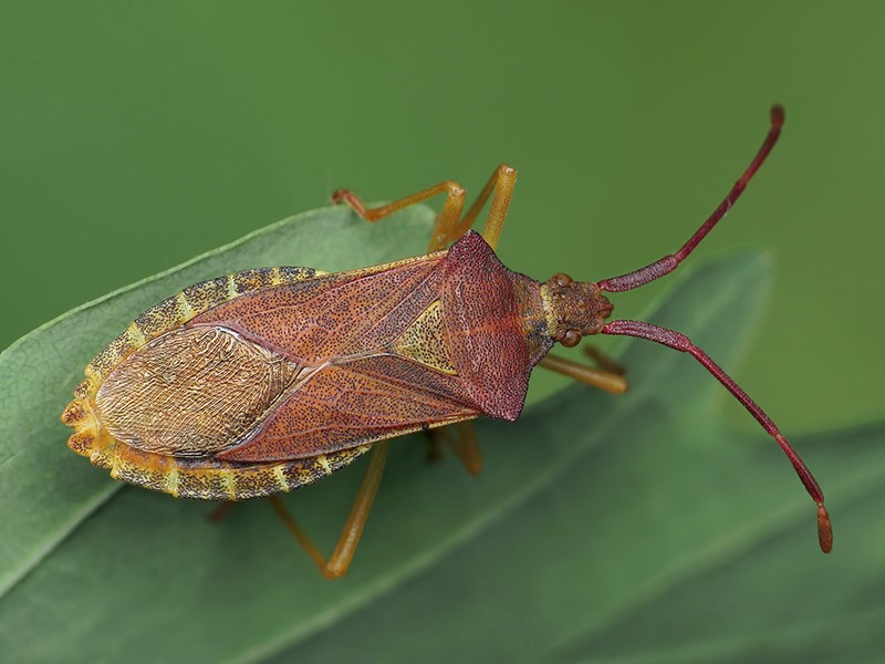 Obicne stenice – G. acuteangulatus, P. prasine, N. viridula