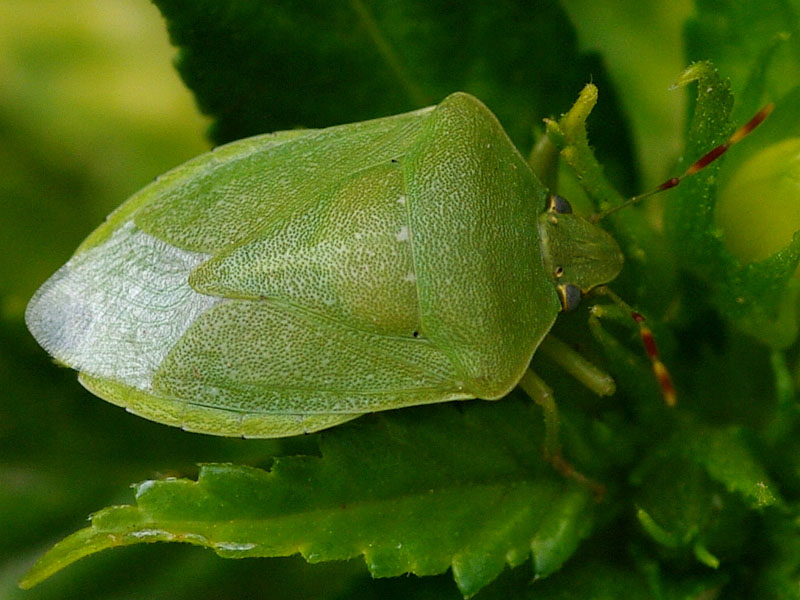Obicne stenice – G. acuteangulatus, P. prasine, N. viridula - Slika 2
