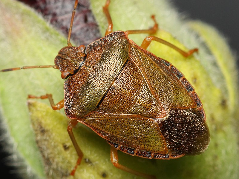 Obicne stenice – G. acuteangulatus, P. prasine, N. viridula - Slika 3