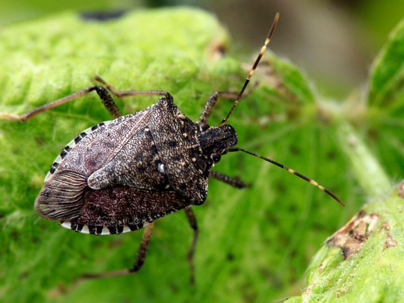 Braon mramorasta stenica – Halyomorpha halys