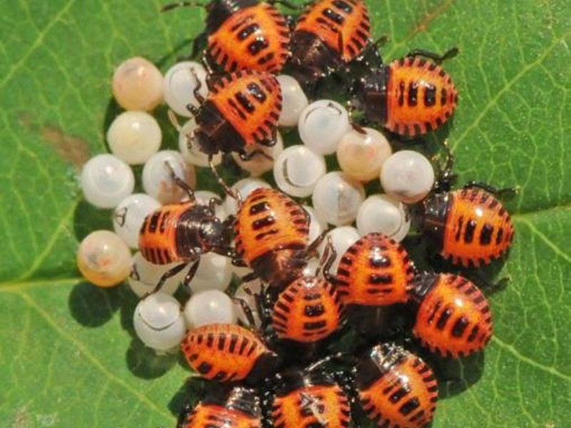 Braon mramorasta stenica – Halyomorpha halys - Slika 2