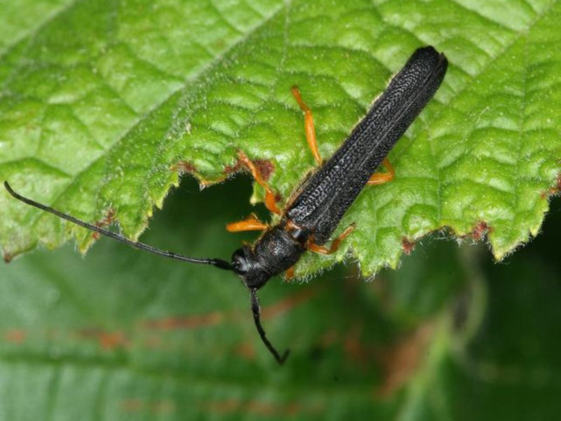 Leskina strizibuba – Oberea linearis