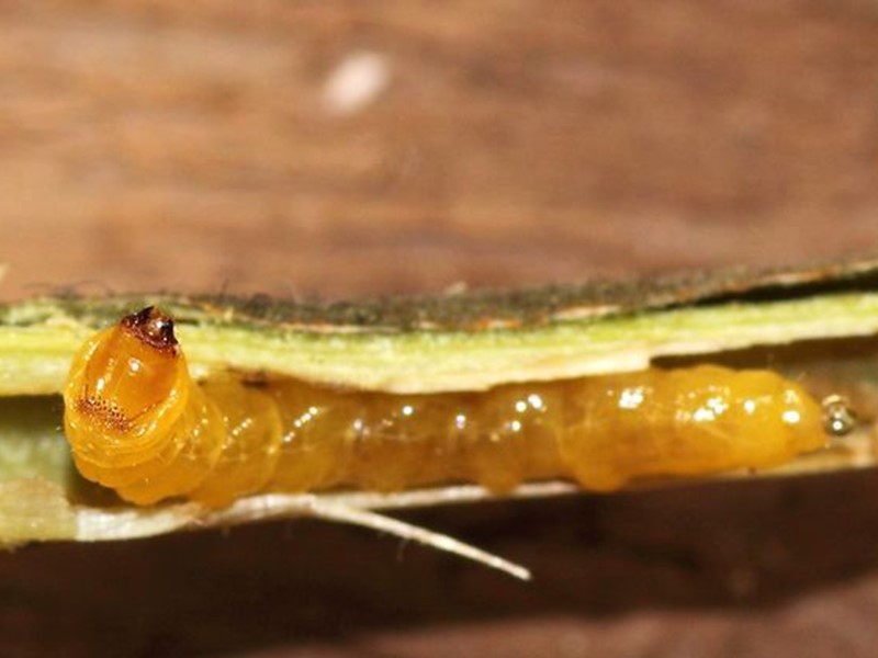 Leskina strizibuba – Oberea linearis - Slika 2