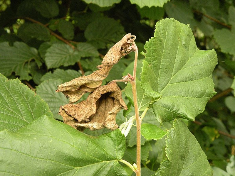 Leskina strizibuba – Oberea linearis - Slika 3