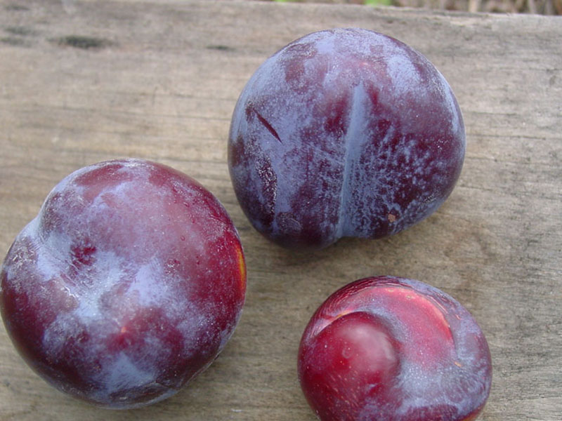 Nedostatak bora ( B ) - u šljivama