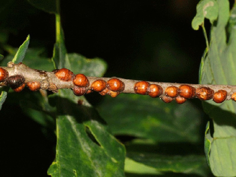 Leskina stitasta vas - Eulecanium coryli