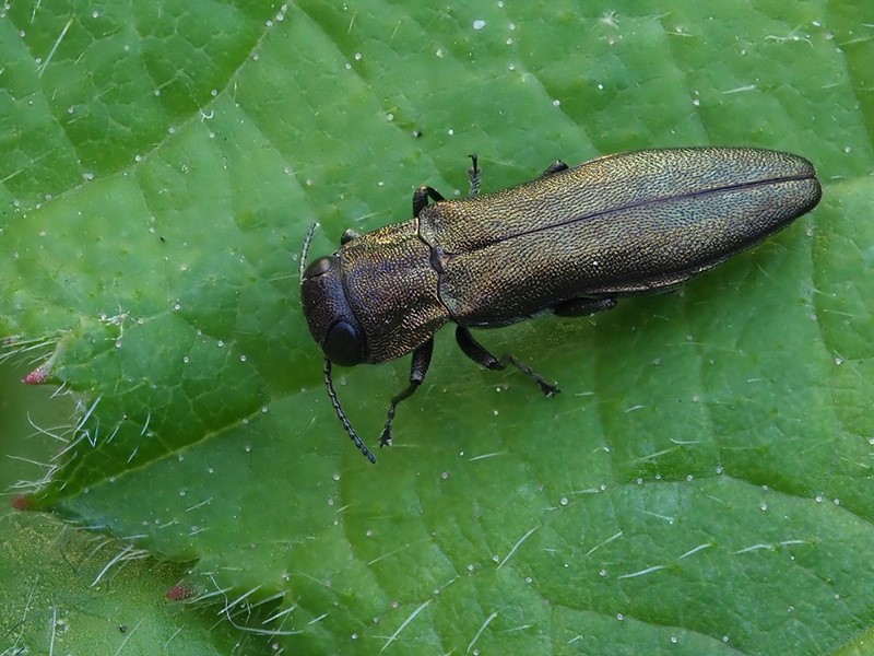 Bukvin krasac – Agrilus viridis