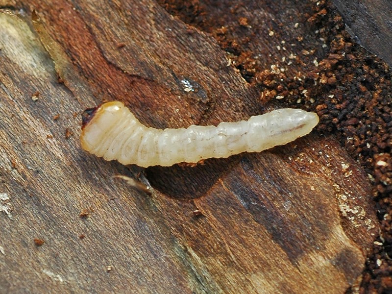 Bukvin krasac – Agrilus viridis - Slika 2