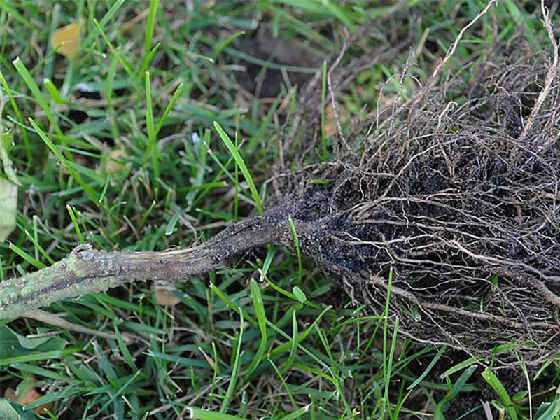 Trulez korena i prizemnog dela stabla (crna noga) – Phytophtora nicotianae - Slika 2