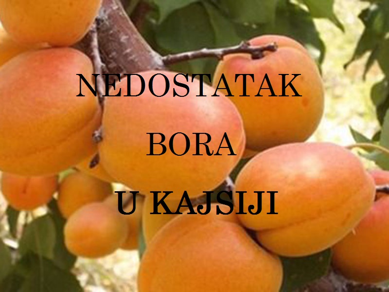 Nedostatak bora ( B ) - u kajsijama