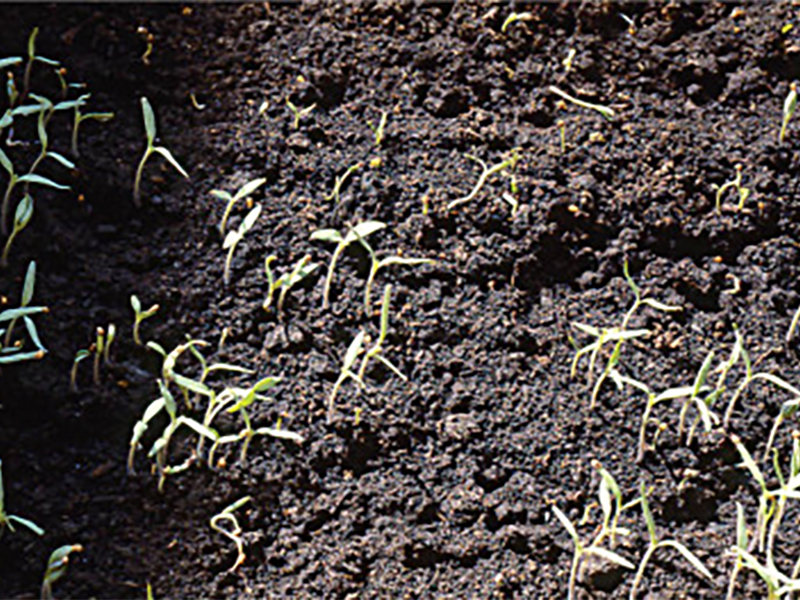 Poleganje rasada i trulez semena paradajza – Pythium spp. - Slika 2