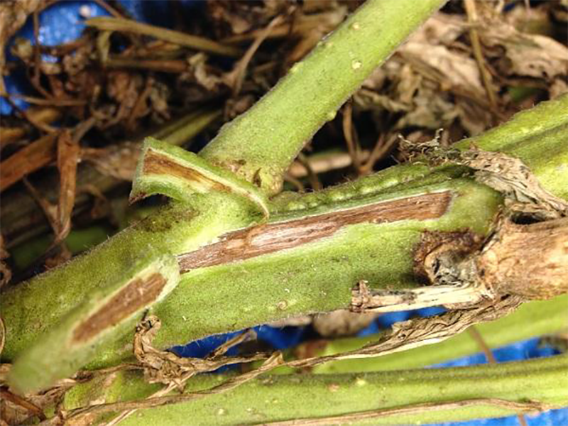 Fuzariozno uvenuce paradajza – Fusarium oxysporum - Slika 2