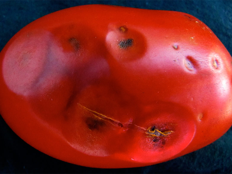 Antraknoza plodova paradajza – Colletotrichum spp. - Slika 2